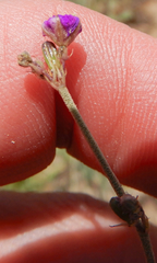 Boerhavia linearifolia
