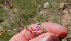 Boerhavia linearifolia
