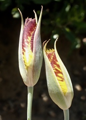 Calochortus weedii weedii