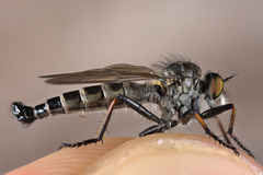 Neoitamus socius