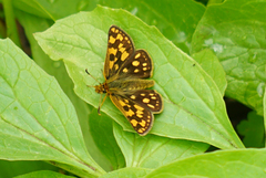 Carterocephalus skada