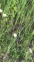 Poliocitellus franklinii