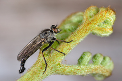 Neoitamus socius