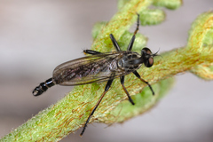 Neoitamus socius
