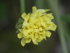 Crepis albida