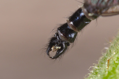 Neoitamus socius