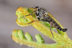 Neoitamus socius
