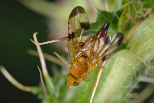 Xyphosia miliaria nuotrauka