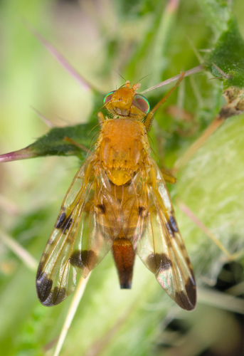 Xyphosia miliaria nuotrauka