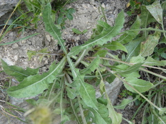 Crepis albida
