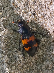 Nicrophorus marginatus