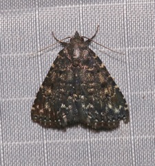 Metalectra diabolica