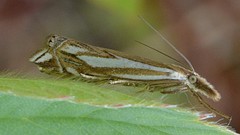 Crambus whitmerellus