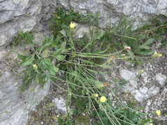 Crepis albida