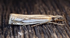 Crambus saltuellus
