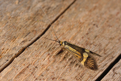 Nemophora degeerella