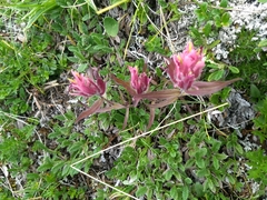 Castilleja elegans
