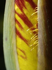 Calochortus weedii weedii