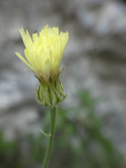 Crepis albida