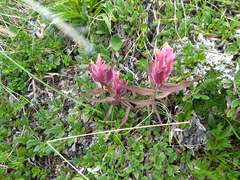Castilleja elegans