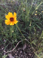 Thelesperma filifolium
