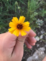 Thelesperma filifolium