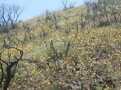 Calochortus weedii weedii