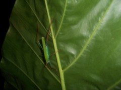 Jimenezia elegans
