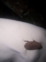 Blattoidae
