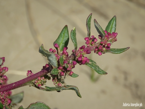 Large-seed Goosefoot