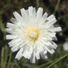 Malacothrix saxatilis saxatilis