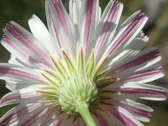 Malacothrix saxatilis saxatilis