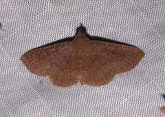 Antiblemma perva