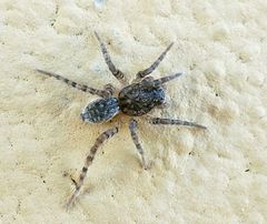 Paratrochosina amica