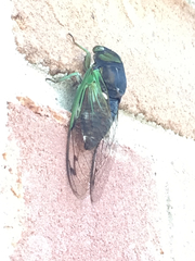 Neotibicen tibicen tibicen