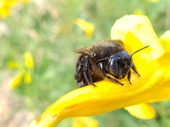 Xylocopa tabaniformis pallidiventris