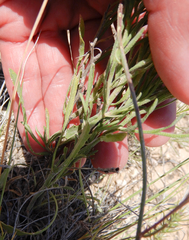 Aphanostephus riddellii