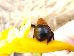 Xylocopa tabaniformis pallidiventris