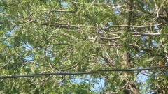 Spizella passerina