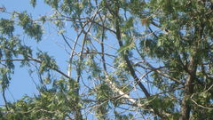 Spizella passerina
