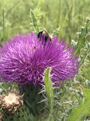 Cirsium drummondii