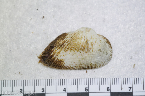 Fugleria illota observed 2024-02-29