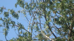 Spizella passerina