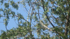 Spizella passerina