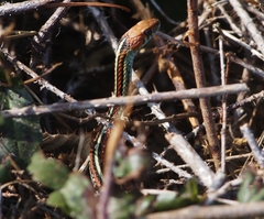 Thamnophis sirtalis tetrataenia