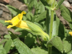 Diplacus clevelandii