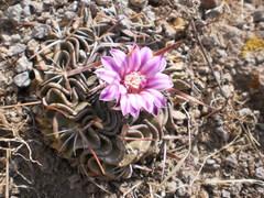 Echinofossulocactus dichroacanthus