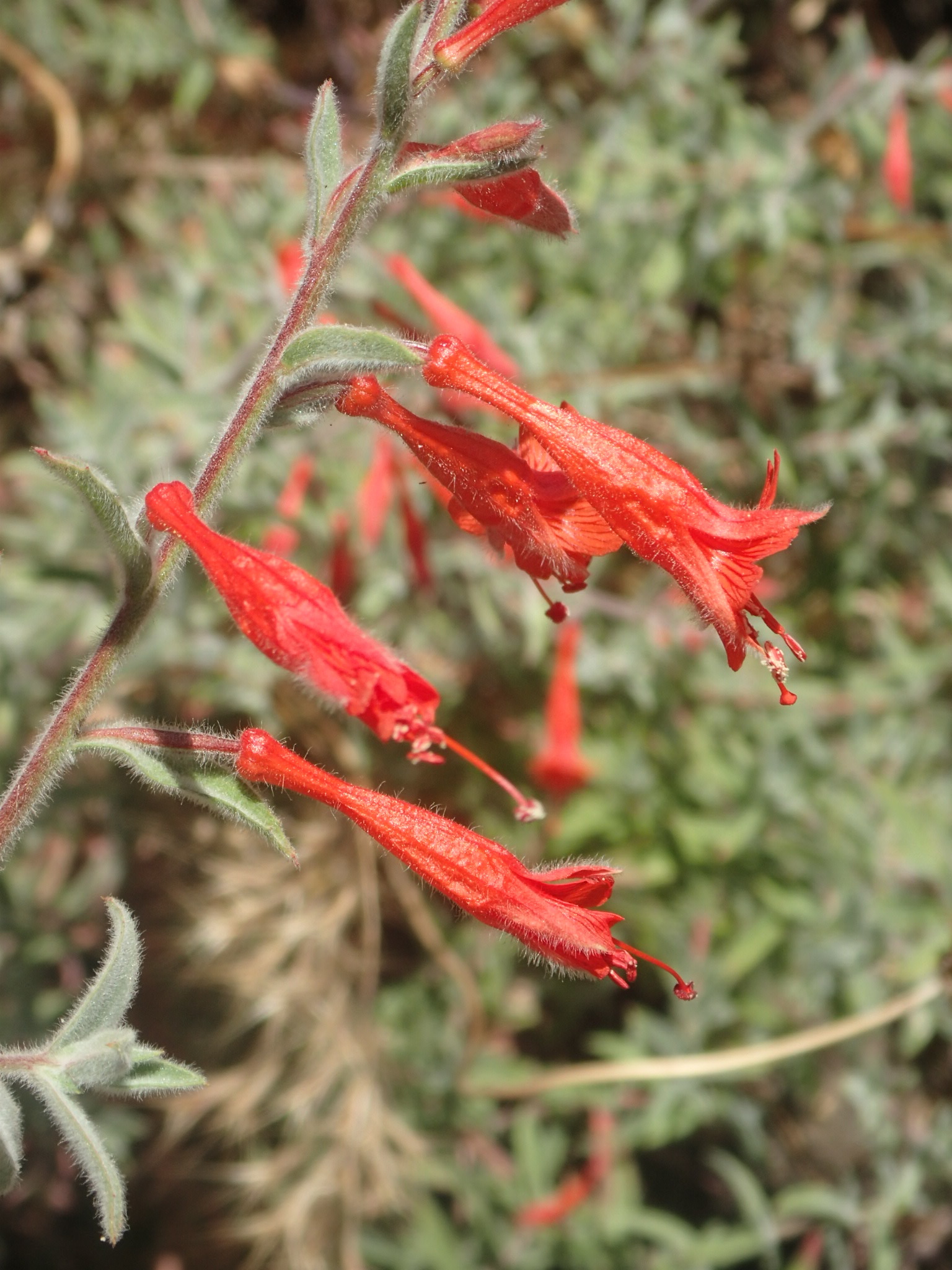 Epilobium canum ssp. canum
