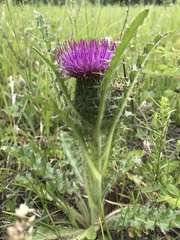 Cirsium drummondii