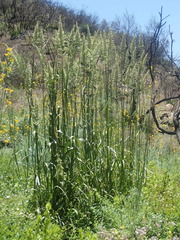 Elymus glaucus glaucus